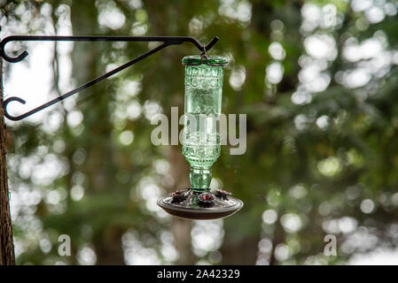 Hummingbird Wasserspender hängen von einem Baum Stockfoto