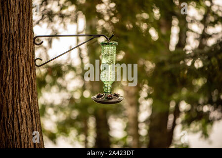 Hummingbird Wasserspender hängen von einem Baum Stockfoto