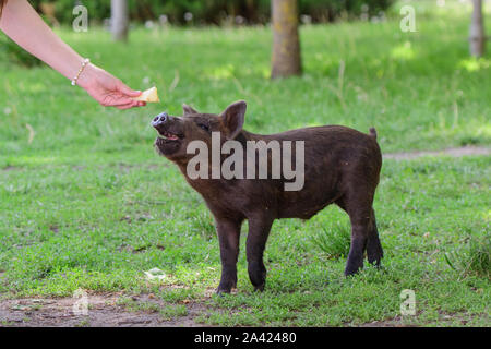 Mädchen Feeds ein kleines Schwein. in einer grünen Wiese. Das Konzept der Nachhaltigkeit, der Liebe zur Natur, die Achtung für den Frieden und die Liebe zu Tieren. Ökologische Stockfoto