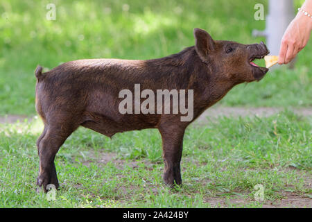 Mädchen Feeds ein kleines Schwein. in einer grünen Wiese. Das Konzept der Nachhaltigkeit, der Liebe zur Natur, die Achtung für den Frieden und die Liebe zu Tieren. Ökologische Stockfoto