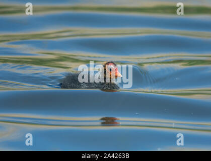 Eurasischen Blässhuhn, Fulica atra, Küken auf Wasser, Lancashire, Großbritannien Stockfoto