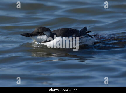 Gemeinsame Guillemot oder Murre, Uria aalge, Schwimmen im Meer, Morecambe Bay, Lancashire, Großbritannien Stockfoto