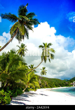 Vertikales Bild mit Palmen gesäumter weißer Sand am Strand, Seychellen. Stockfoto