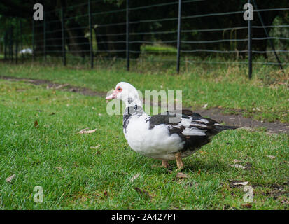 Ein muscovy duck Suche Gras zu essen. Stockfoto