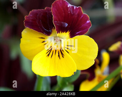 Bild von schöner Farbe und blühende violette Blume. Stockfoto