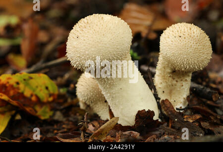 Eine Gruppe von gemeinsamen Puffball, Lycoperdon perlatum, in Wäldern in Großbritannien wächst. Stockfoto