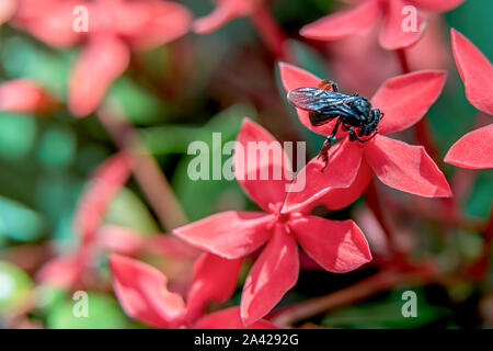 Schöne und bunte Rote Ixora Coccinea Blume mit einer Biene in der Nähe bis in den Garten. Stockfoto