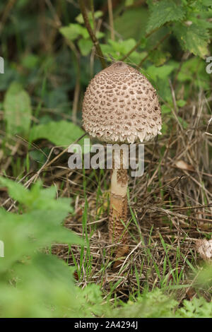 Ein Sonnenschirm Pilz, Macrolepiota procera, wachsende am Rande des Waldes in Großbritannien. Stockfoto