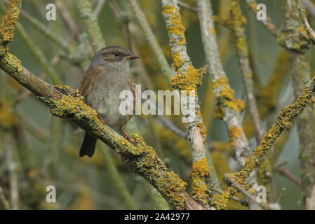 Eine Hecke Sparrow oder Dunnock, Phasianus colchicus, hocken auf einem Zweig in einem Baum in Flechten bedeckt. Stockfoto