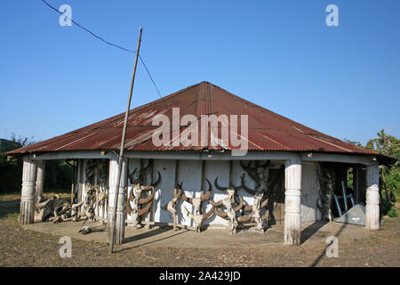 Buffalo Schädel auf das Haus des Konyak Nagas Chief, Chui Dorf, Nagaland, Indien Stockfoto