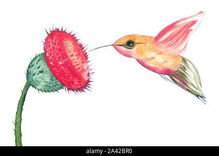 Abbildung: eine farbige Zeichnung eines Aquarell hummingbird Essen Blütenstaub von einer Blume auf weißem Hintergrund isoliert Stockfoto