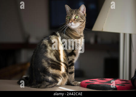 Porträt einer wunderschönen tabby Katze auf der Wohnzimmer Stockfoto