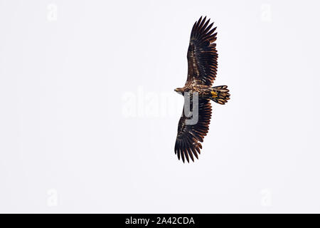 Flying Seeadler (Haliaeetus albicilla) von unten, Andenes, Norwegen, Europa Stockfoto