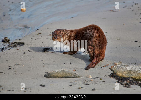 Vom Boot Propeller schwer verletzt Otter, Andenes, Norwegen, Europa Stockfoto