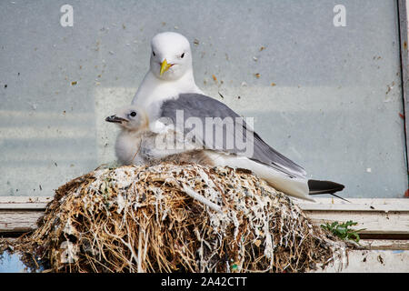 Sturmmöwe (Larus canus) oder das Meer mew mit Küken im Nest auf der Fensterbank, Andenes, Norwegen, Europa Stockfoto