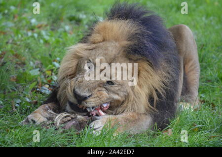 Asiatische Löwen in Chester Zoo Stockfoto