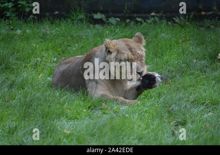 Asiatische Löwen in Chester Zoo Stockfoto