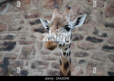 Rothschild Giraffe im Zoo von Chester Stockfoto