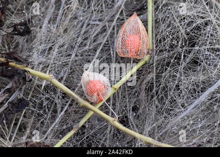 Verbogene Laterne Blume im späten Herbst Stockfoto