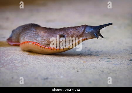 Eine Schnecke kriecht über eine Platte in einem Garten. Dies ist wahrscheinlich Arion ater der große schwarze Slug hier in ihrer braunen Form gesehen. Stockfoto