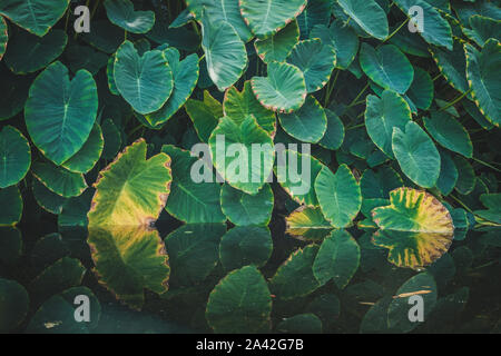 Big taro Werk verlässt alias Elefant Ohren Blatt im Waterside in tropischen Natur - Stockfoto