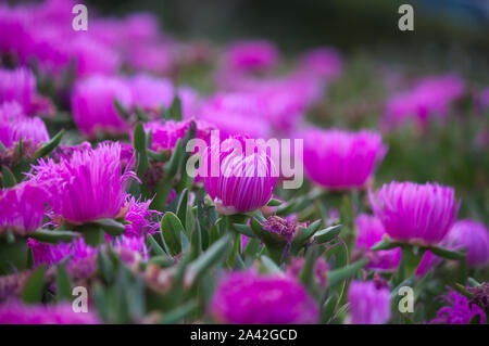Seite Plan eines Carpobrotus edulis der Gattung Carpobrotus, Es ist eine typische Pflanze der Dünen, Strände und Küstenbereiche, präsentiert eine Vielzahl Stockfoto