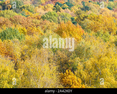 Luftbild des gelben Kronen der Bäume im Wald auf sonnigen Herbsttag Stockfoto