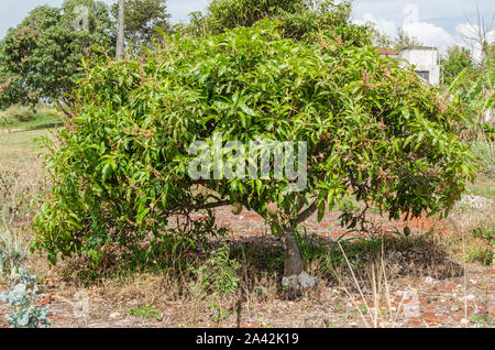 Kurze Julie Mango Baum mit Blüten und Früchten Stockfoto