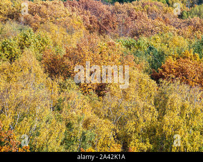 Luftaufnahme von bunten Wipfel der Bäume im Wald an sonnigen Herbsttag Stockfoto
