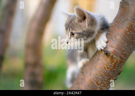 Graue Katze sitzt auf einem Baum und jagt. Stockfoto