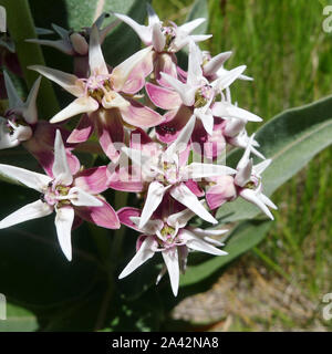 Ameisen auf auffällige Seidenpflanze, Asclepias speciosa im Yosemite Valley Stockfoto