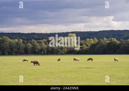 Schafe auf der Weide und Wald im Wechsel von Sonne und Wolken. Dramatische Himmel. Stockfoto