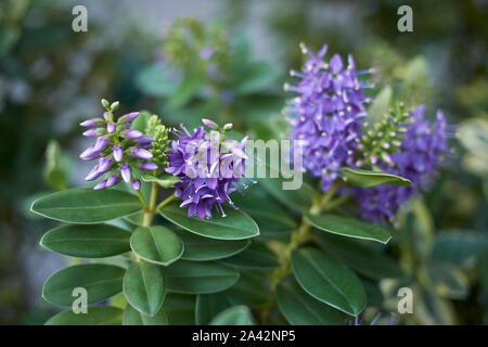 Immergrüne Pflanze der Firma NRG mit violetten Blüten Stockfoto