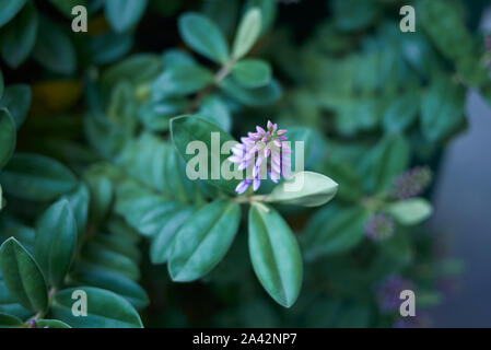 Immergrüne Pflanze der Firma NRG mit violetten Blüten Stockfoto