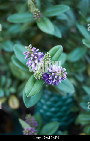 Immergrüne Pflanze der Firma NRG mit violetten Blüten Stockfoto