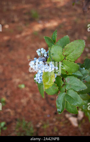 Blaue Beeren Mahonia aquifolium immergrüne Strauch Stockfoto