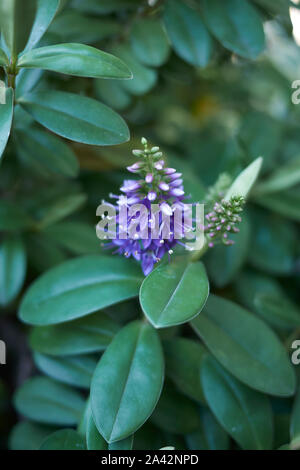 Immergrüne Pflanze der Firma NRG mit violetten Blüten Stockfoto