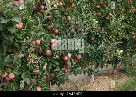 Apple Orchard in Nord Italien Stockfoto
