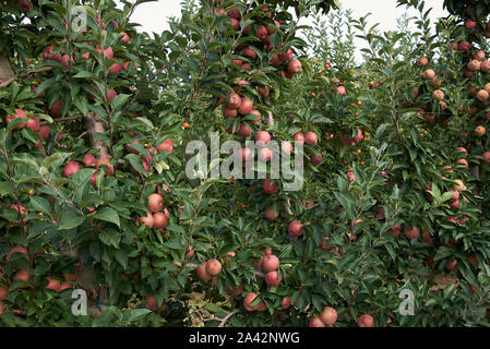 Apple Orchard in Nord Italien Stockfoto