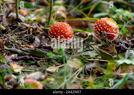 Zwei fly agaric Pilze (Amanita muscaria) auf dem Waldboden Stockfoto
