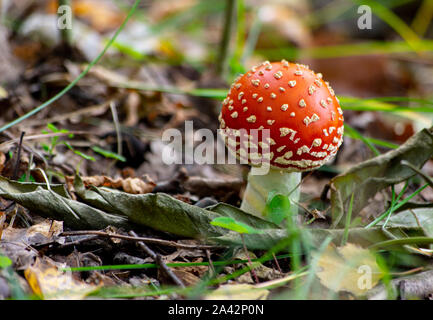 Single fly agaric Pilz (Amanita muscaria) auf dem Waldboden Stockfoto