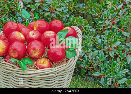 Rote Äpfel im Weidenkorb auf grünem Gras. Herbst Ernte von Äpfeln. Stockfoto