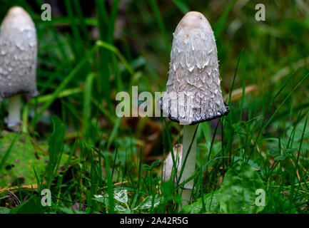 Coprinus comatus, shaggy Ink cap Pilz auf dem Waldboden in Deutschland/Europa wächst im Oktober Stockfoto