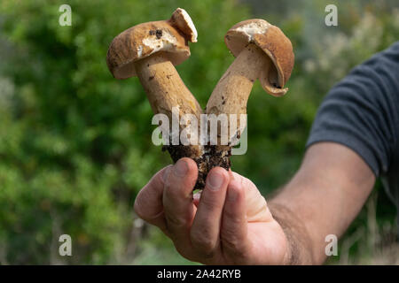 Erntegut Sicht des Menschen Hände sammeln essbare Pilze (Steinpilze) im Wald Stockfoto