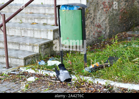 Tote Krähe. Ökologische Störungen für Tiere. Tote Krähe im Gras. Tote schwarzer Vogel auf dem Rasen, Dead raven Bird, Hintergrund in der Natur Stockfoto