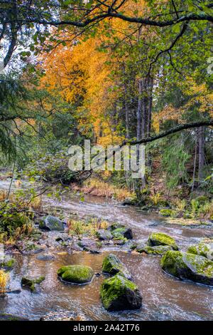 Moos bedeckt Felsbrocken in einem Wald stream, Zentral-Finnland Stockfoto