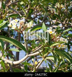 Plumeria, common name Frangipani, ist eine Gattung von Blütenpflanzen. Temple Tree. Friedhof Baum. Frangipani Blüten an einem Zweig. Stockfoto