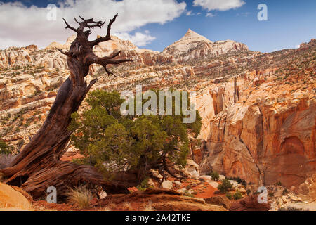 Knorrigen Baum in eine surreale Landschaft, Capitol Reef National Park, Utah Stockfoto