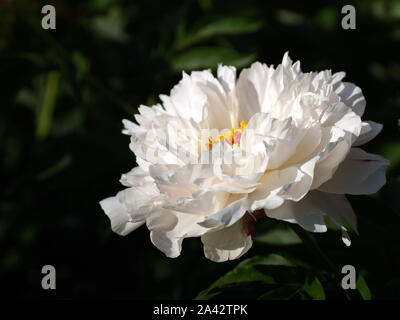 Paeonia Orchid Anne. Doppelzimmer Rosa Pfingstrose. Paeonia lactiflora (Chinesische Pfingstrose oder gemeinsamen Garten päonie). Schönen weißen und rosa Pfingstrosen. Stockfoto