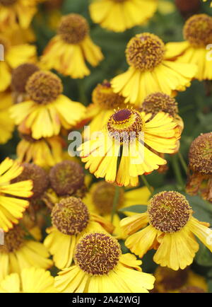 Helenium 'Goldrausch' sneezeweed angezeigte charakteristischen leuchtend gelben Blüten in einer späten Sommer Garten. Großbritannien Stockfoto